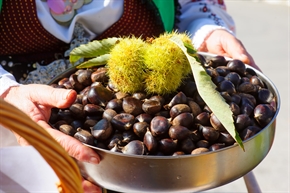 Каним ви на печени кестени! Добре дошли на XIV Празник на брежанския кестен на 25 октомври 2025!