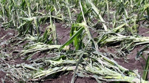 Определен е интензитетът за подпомагане на стопани при щети причинени от природни бедствия, настъпили през 2025 г.