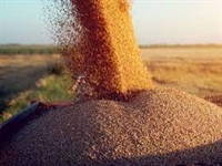  Търговията със зърно замря, борсите очакват промяна