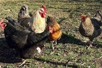 До 13 април птицевъди и свиневъди заявяват участие по схемата за хуманно отношение към животните
