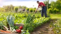 От днес овощари и градинари доказват продукция по обвързаната подкрепа