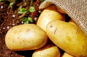  ДФЗ отпусна 2 млн. лева на картофопроизводителите за борба с вредителите