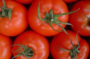 Оранжерийните производители ще получат 500 хил. лева за борба с вредителите по доматите