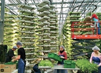 Вертикална ферма дава 400 пъти повече реколта от подправки от обикновената
