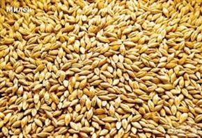  Тренд: Зърното регистрира поредна седмица спад в цената