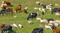 От днес животновъдите доказват продукцията си за Кампания 2022