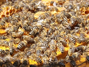 Отварят приема по 9 интервенции в пчеларството, вижте кои са и какъв е бюджетът им
