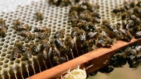 Какви мерки за пчеларите ще действат през новата ОСП