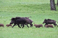 Откриват в средата на септември лова на дива свиня