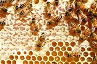 Пчелини ще се регистрират само в БАБХ