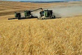 Очаква се ръст на производството на пшеница през 2024 г.