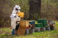 Всичко за кандидатстването по de minimis за пчеларите