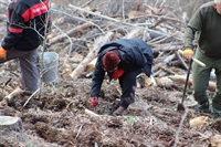 Бяха залесени близо 16 декара общинска гора край село Черни Вит, Община Тетевен