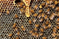 До края на август пчеларите отчитат разходи и подават заявки за плащане по НПП