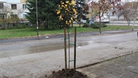  Над 100 дръвчета вече са засадени по програмата за залесяване на Община Русе 