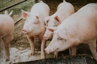 До 500 лева глоба за нерегистрирано прасе в Силистренско