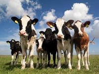 В продължение на месец фермерите ще доказват реализирано мляко и животни