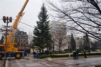 Монтираха Коледната елха в Благоевград, на 3-ти декември грейват  празничните светлини
