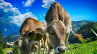 Животновъдите кандидатстват от вторник по de minimis за закупуване на фураж