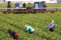 ЕК открехва границите за сезонните работници от земеделието