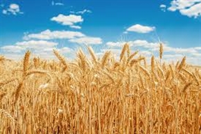 Цените на олиото и пшеницата на борсите вървят трайно надолу